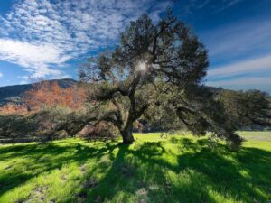 13 Best Fire-Resistant Trees for a Defensible Landscape - Complete ...