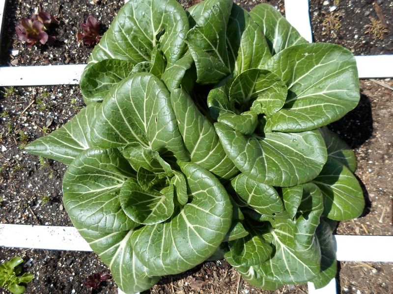 Bok Choy – 4 per square (space 6″ apart)
