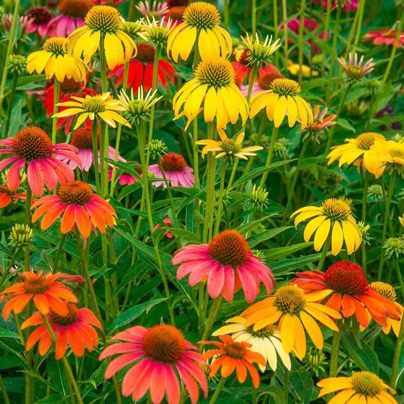 Cheyenne Spirit Coneflower