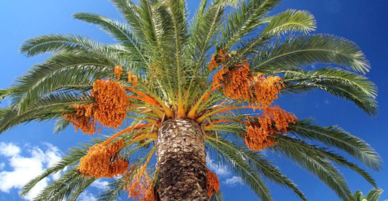 Palm Trees Aren’t What You Think—12 Wild Facts That Will Blow Your Mind!