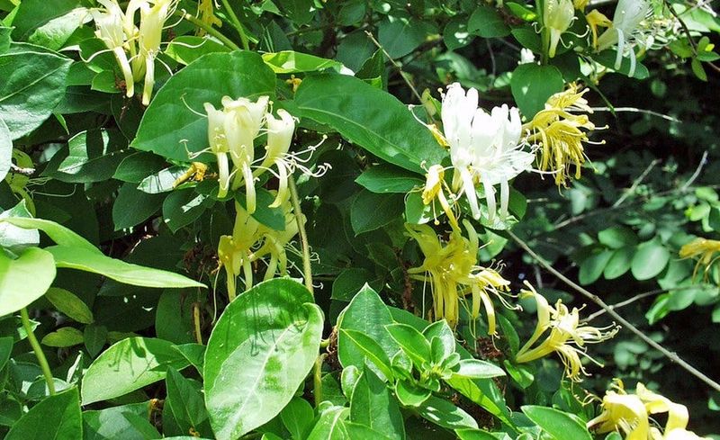 Honeysuckle