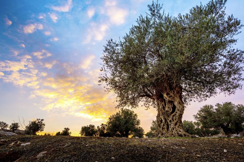Olive Tree