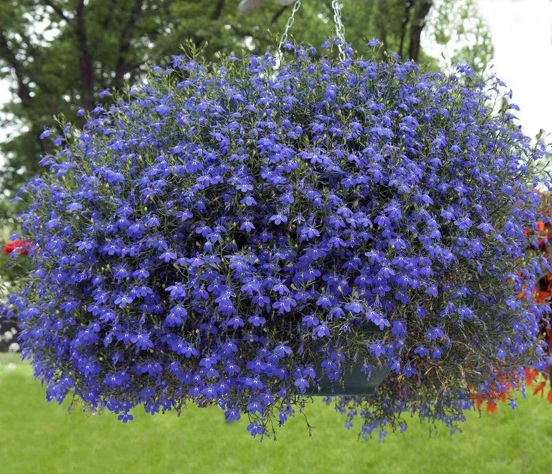 Lobelia