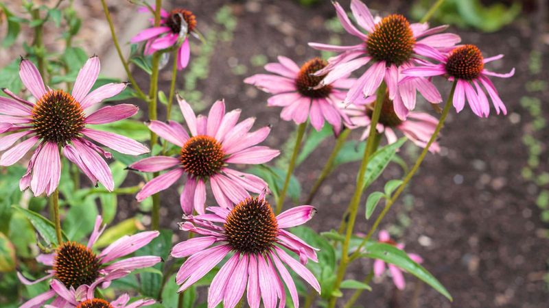 Coneflowers (Echinacea)