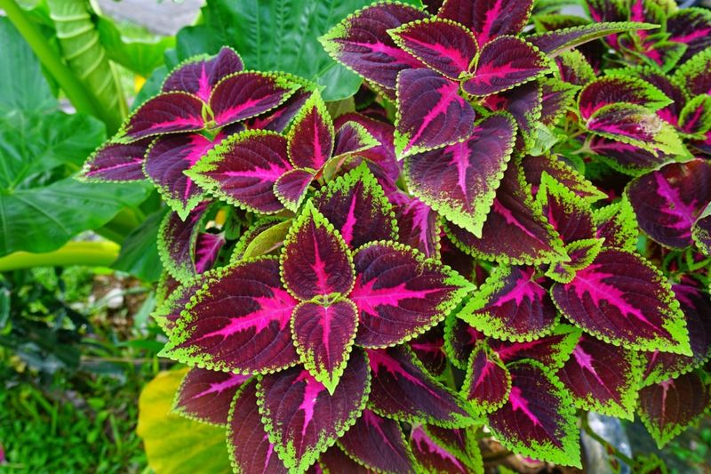 Coleus