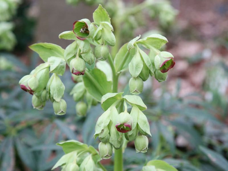 Stinking Hellebore