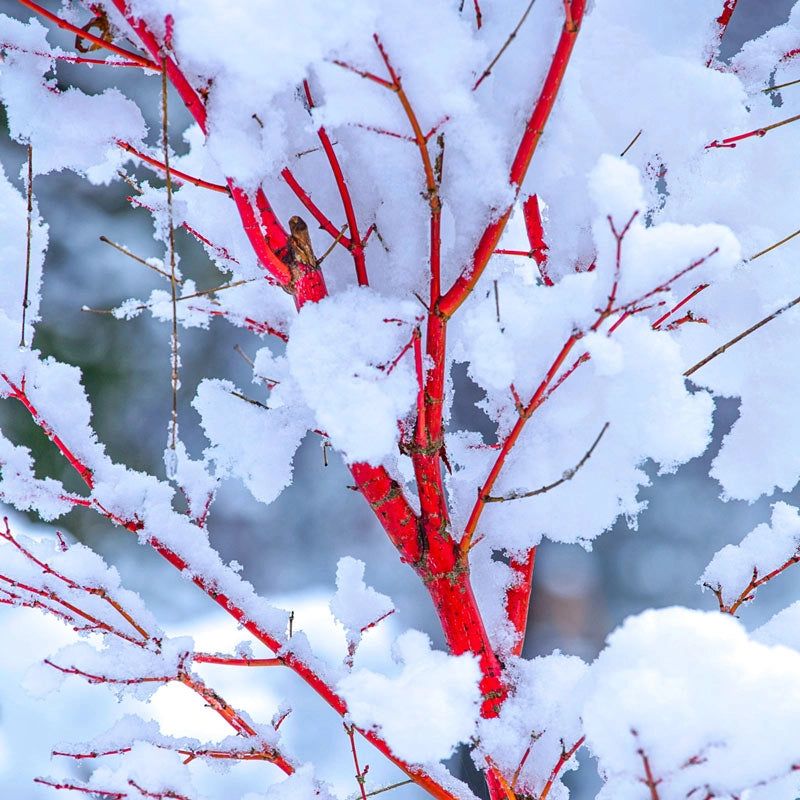 Coral Bark Japanese Maple
