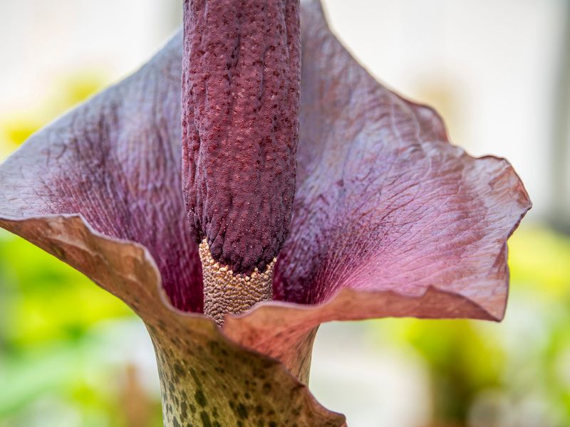 Devil’s Tongue (Amorphophallus konjac)