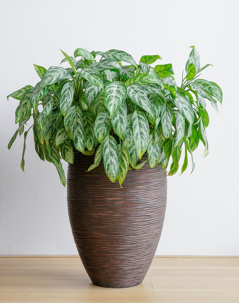 Chinese Evergreen (Aglaonema spp.)