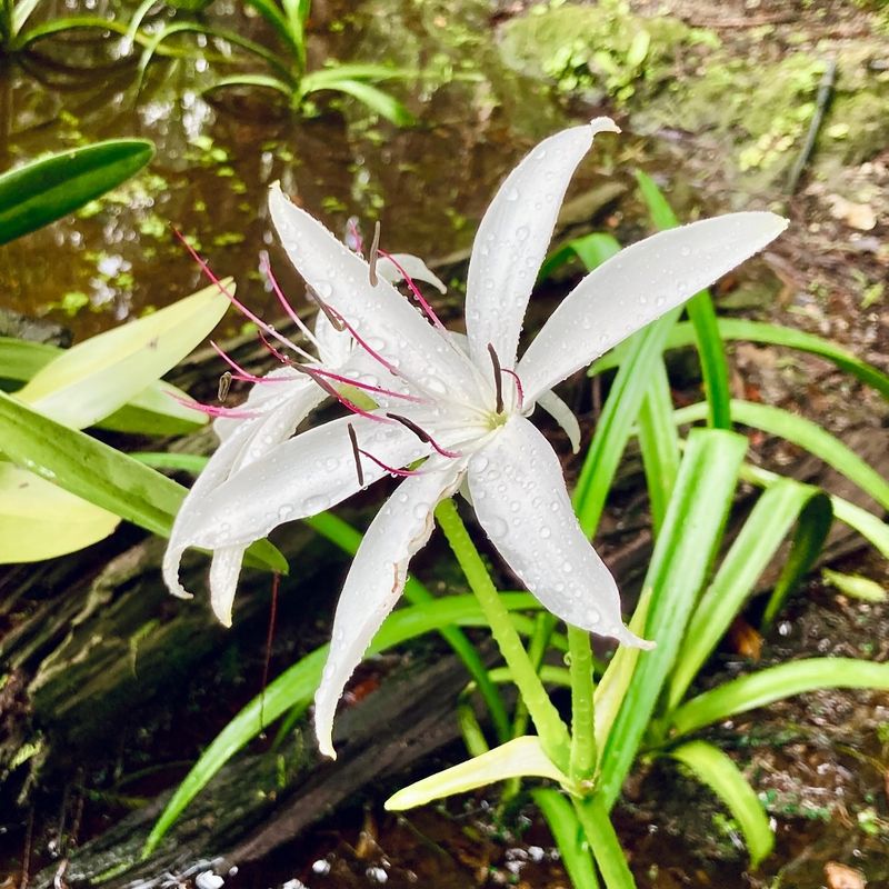 Swamp Lily