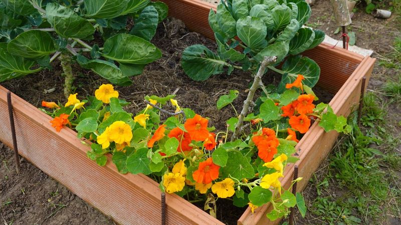 Nasturtiums