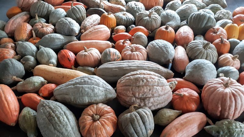 Winter Squash