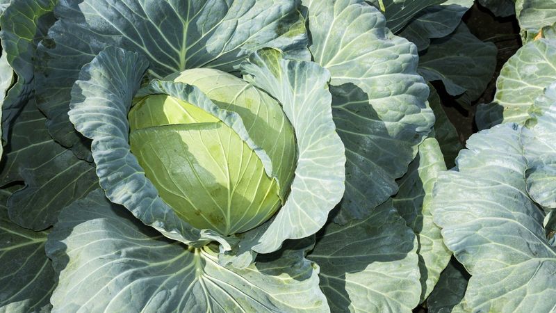 Cabbage