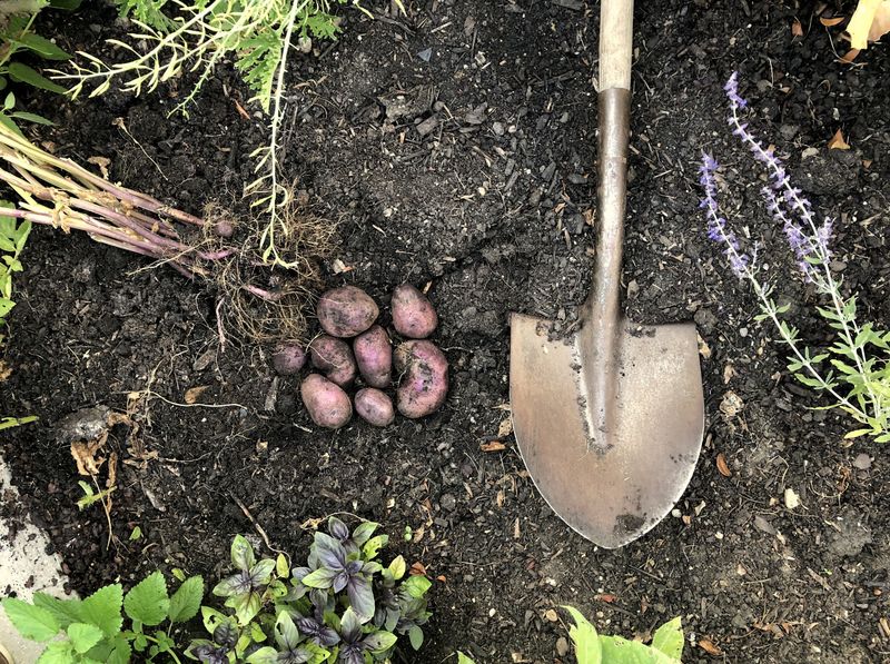 Turnips and Potatoes