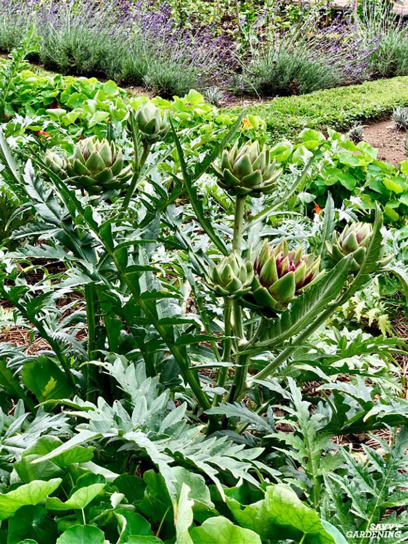 Artichokes – The Mediterranean Divas (150+ Days)