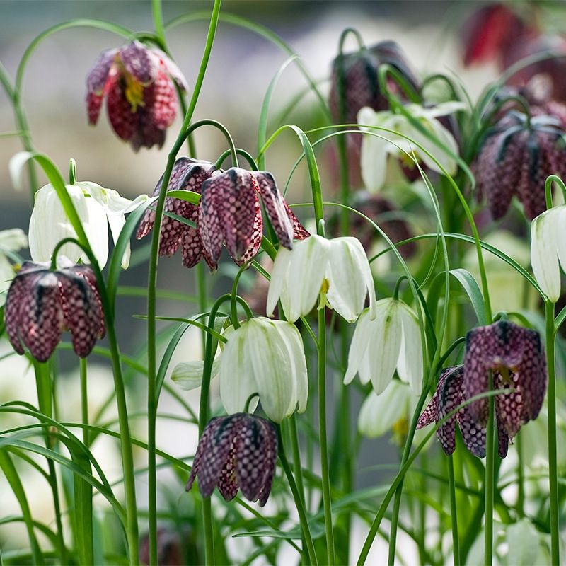 Fritillaria