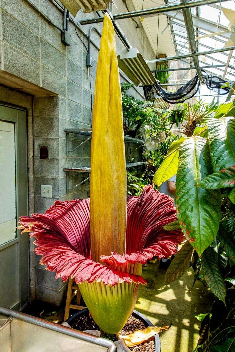 Corpse Flower