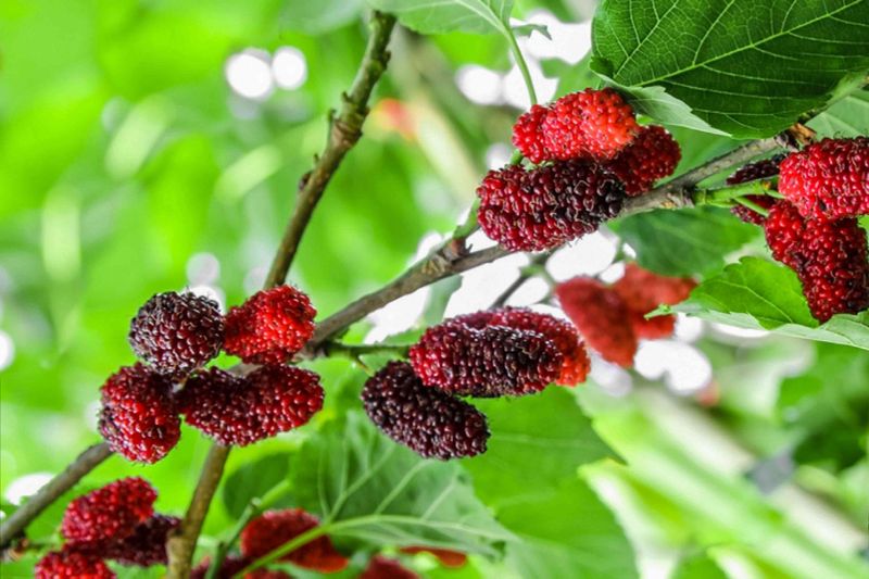 Mulberries