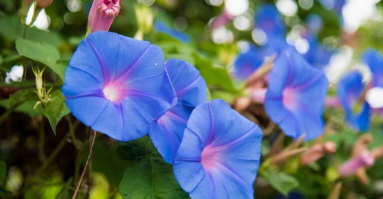 Passionate gardener issues warning about seemingly innocent backyard plant: ‘It’s a never-ending job’