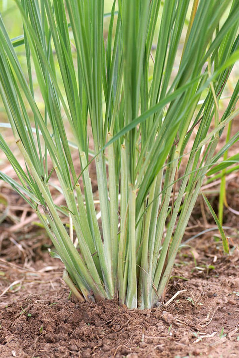 Lemongrass: Seed Starting Struggles
