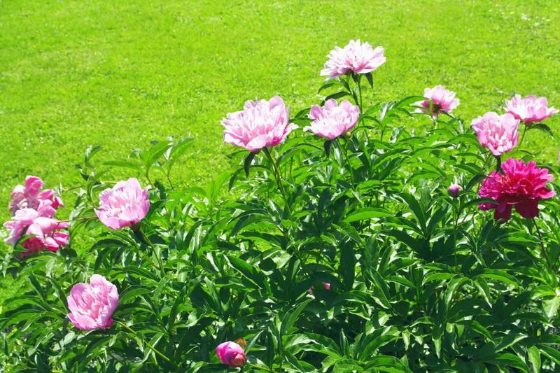 Avoid Excessive Shade