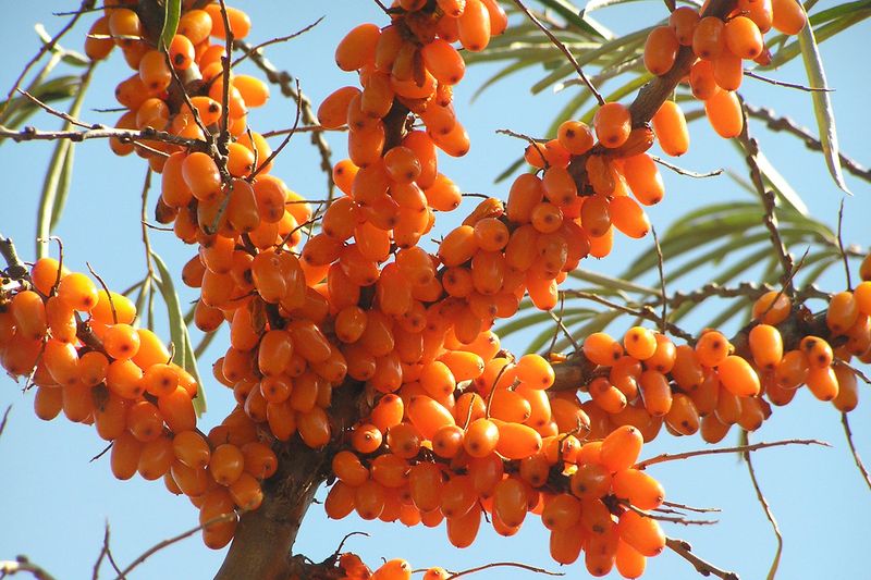 Sea Buckthorn