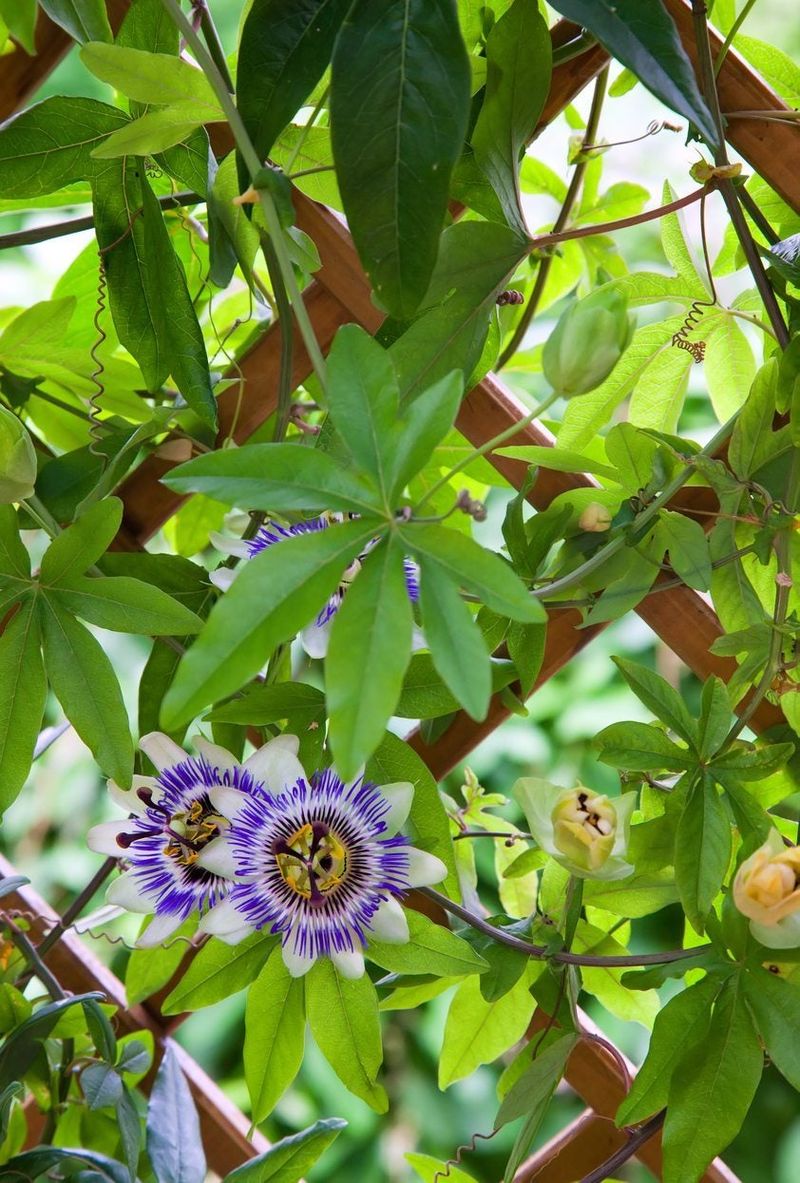 Passion Fruit