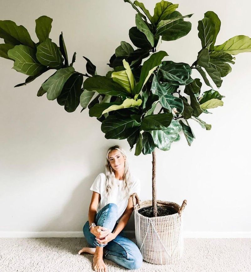 Fiddle Leaf Fig