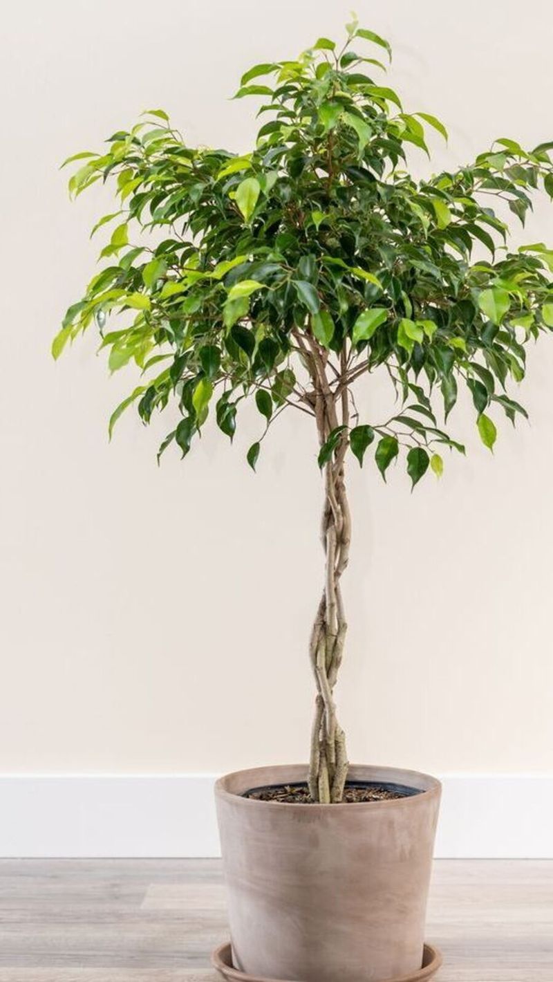 Ficus Tree