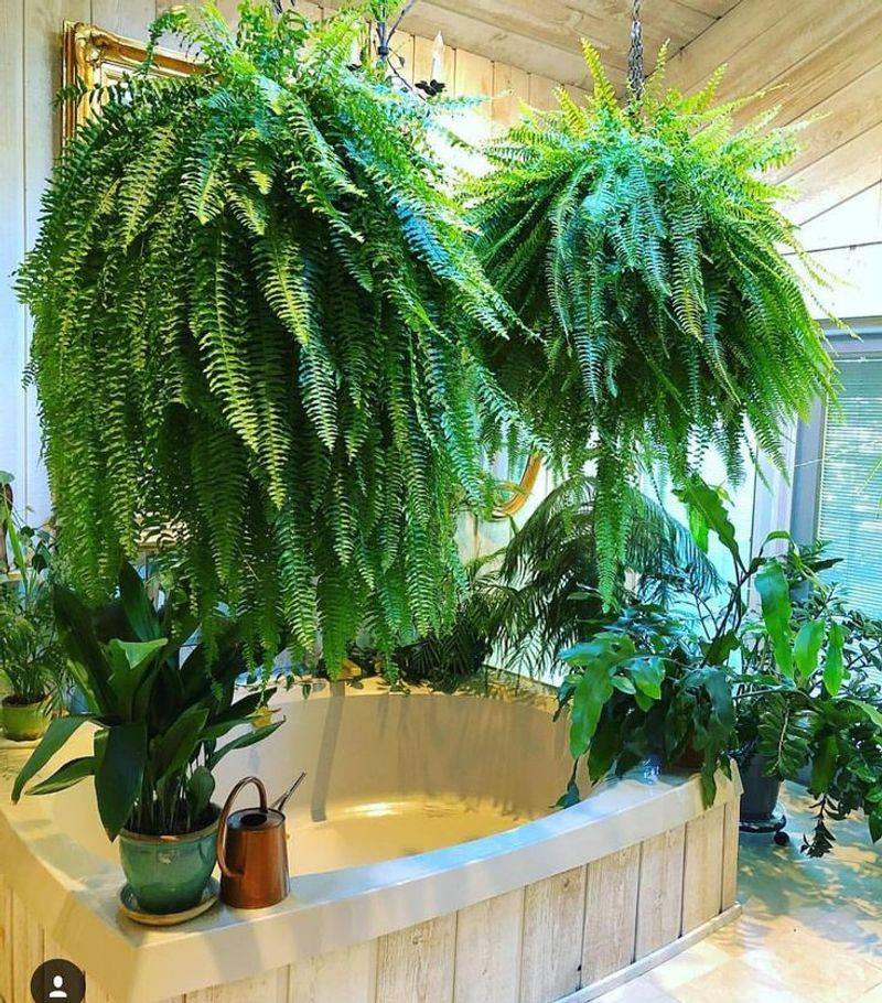 Boston Fern (Nephrolepis exaltata)