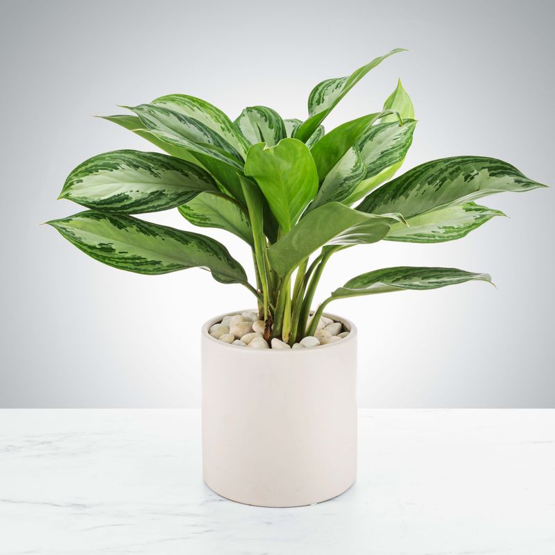 Chinese Evergreen (Aglaonema)