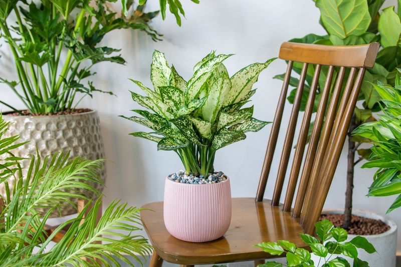 Chinese Evergreen (Aglaonema)