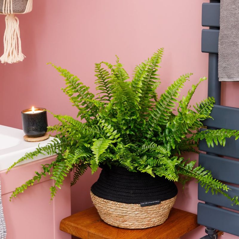 Boston Fern (Nephrolepis exaltata)