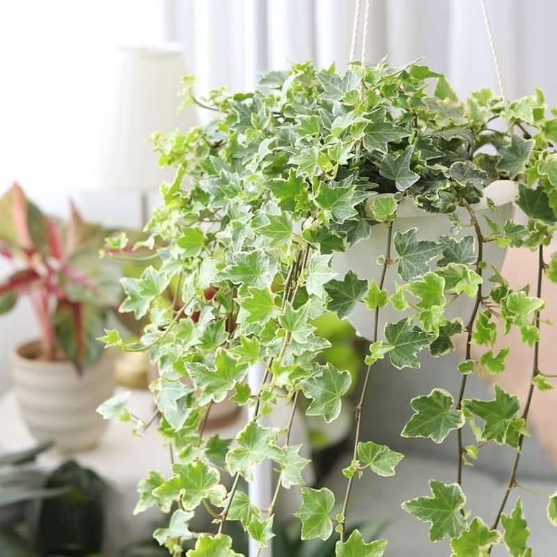 English Ivy (Hedera helix)