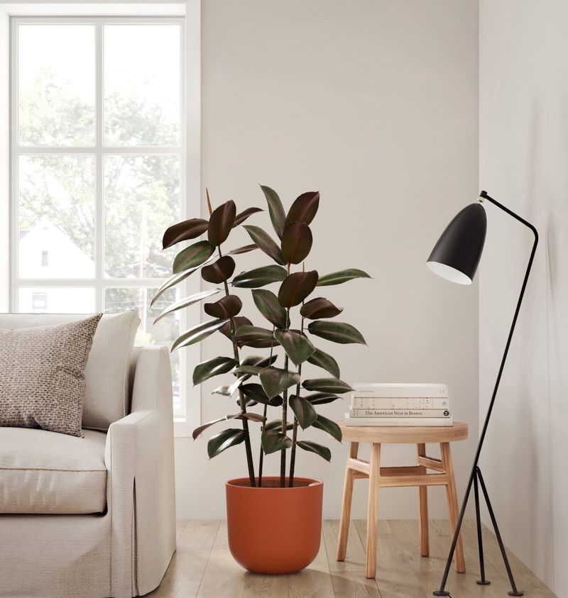 Rubber Plant (Ficus elastica)