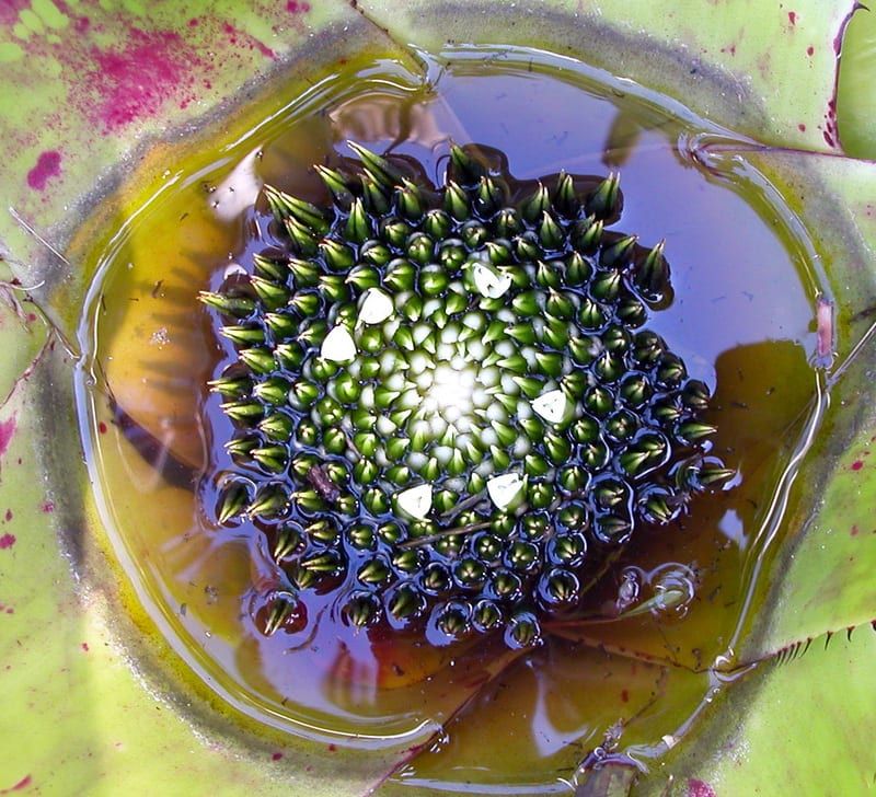 Bromeliads (some species)