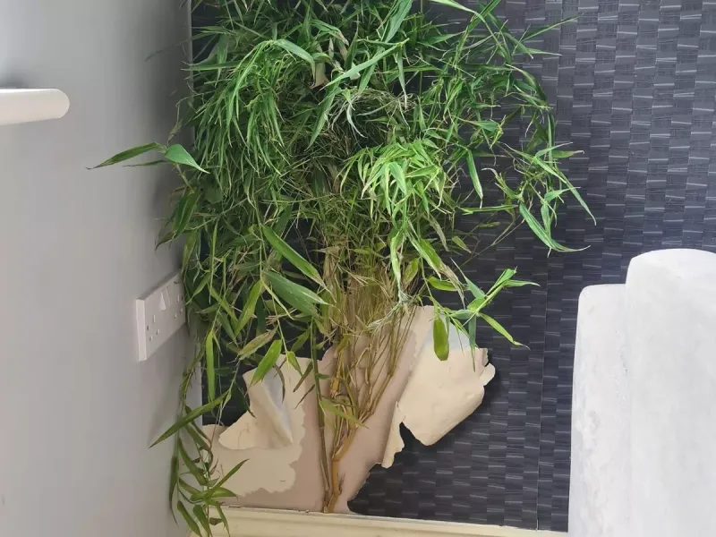 Bamboo (Running Varieties, e.g., Phyllostachys) 🏃‍♂️