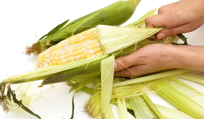 Corn Husks