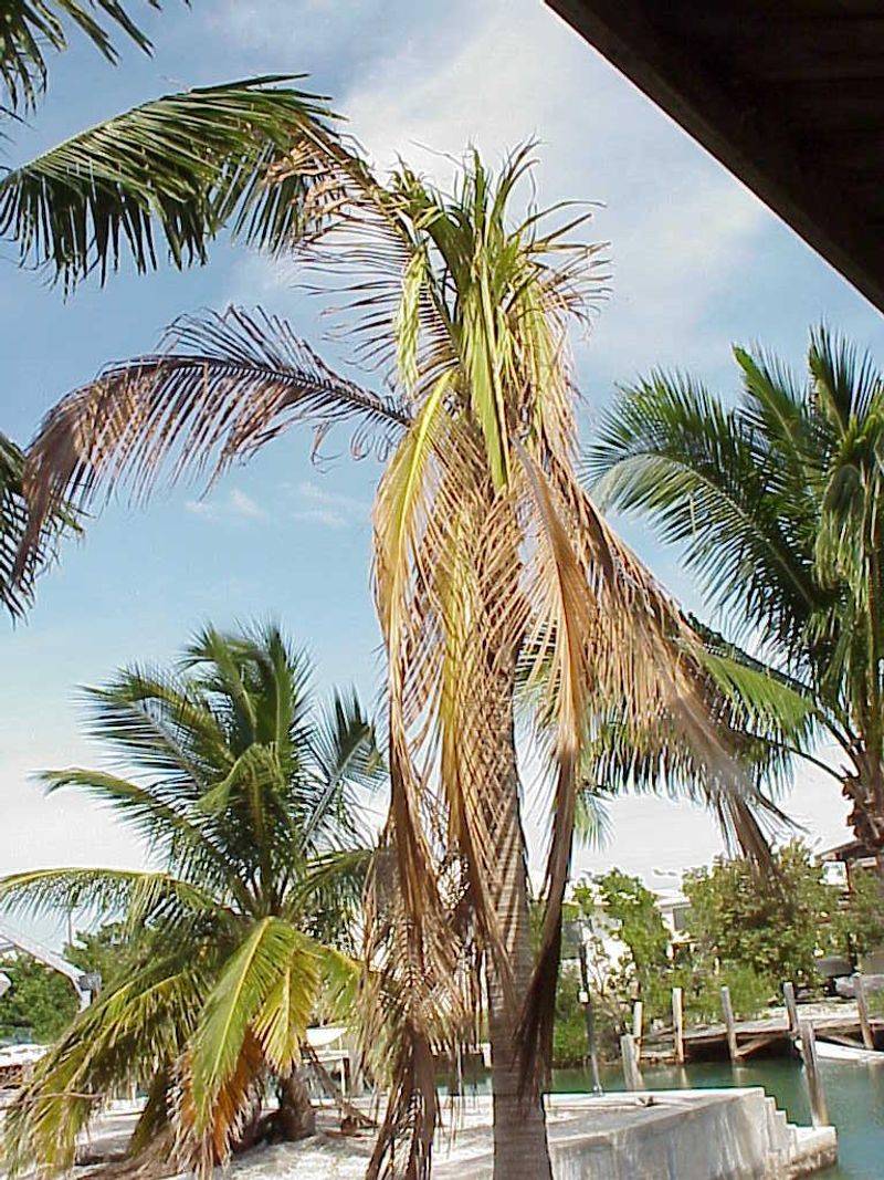 Coconut Lethal Yellowing