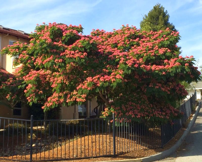 Mimosa (Albizia julibrissin)