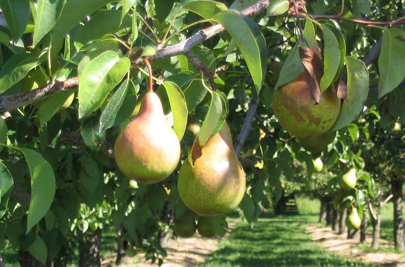 Pears: Seedy Waiting Game