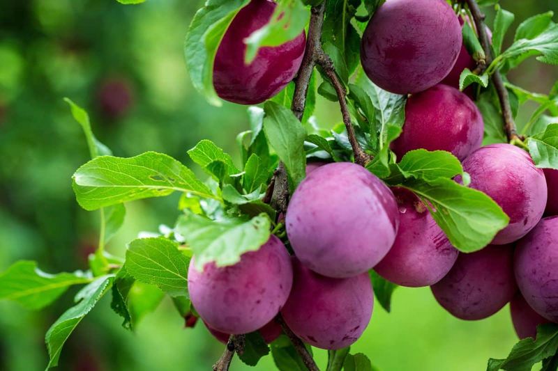 Plums: Stone Fruit Struggles