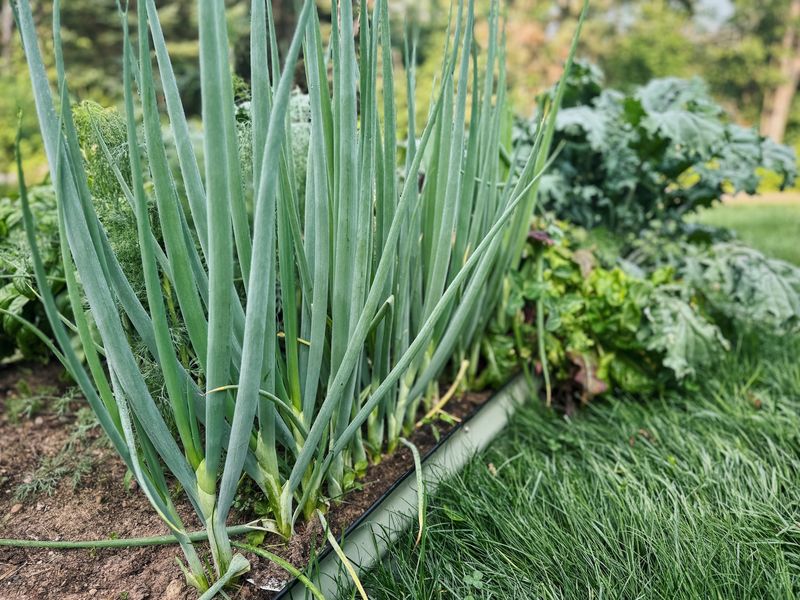 Green Onions