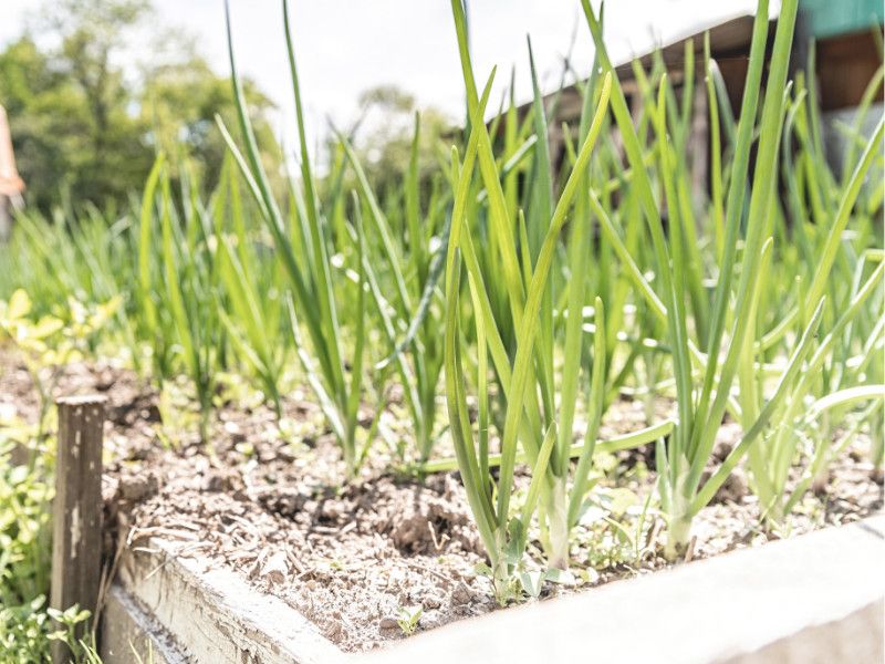 Scallions (Green Onions) – 16 per square (spaced 3″ apart)