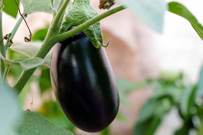 Lettuce and Eggplant