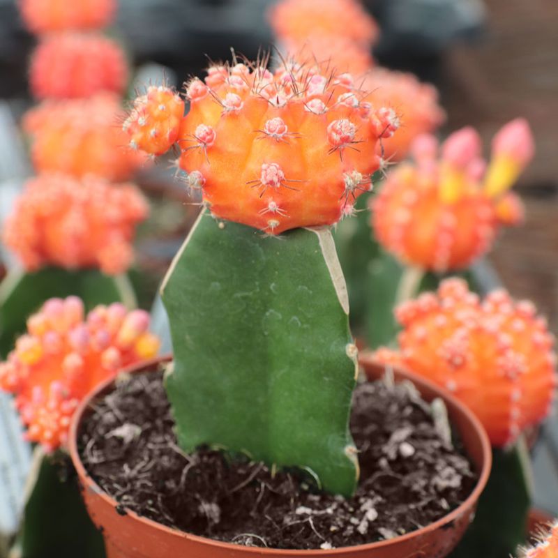 Moon Cactus