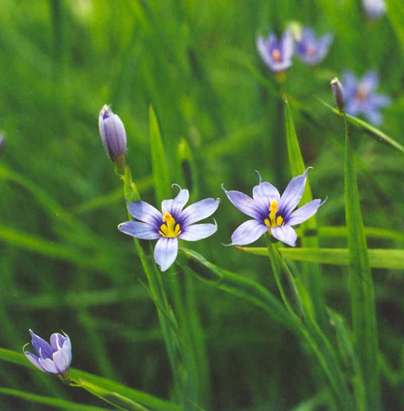Blue-Eyed Grass (Sisyrinchium angustifolium)