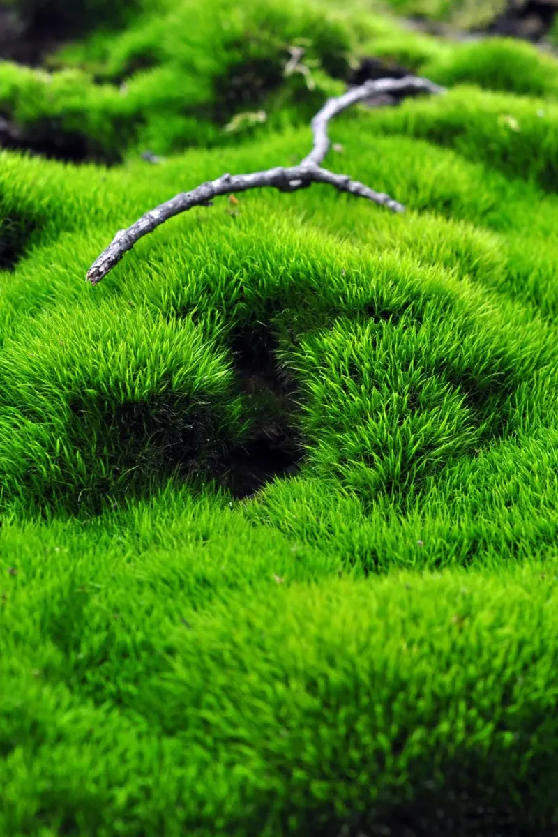 Moss