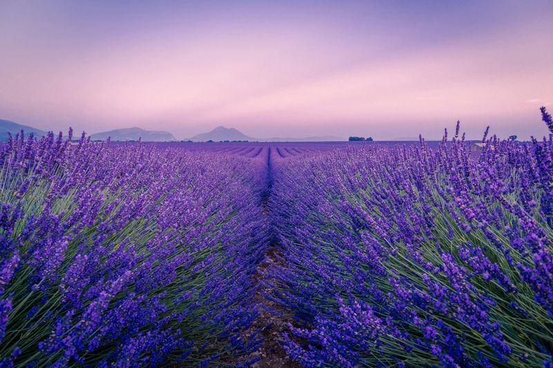 Lavender