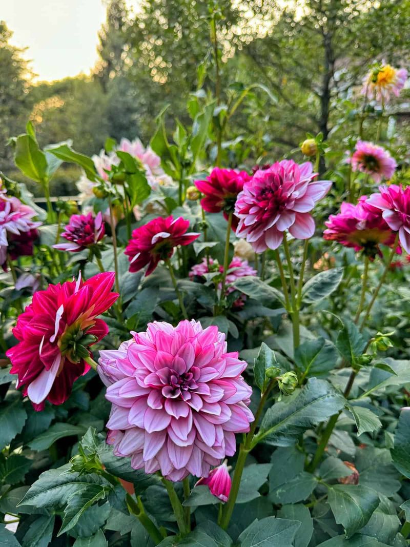 Dahlias